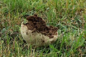 Pýchavka dlabaná - Lycoperdon utriforme Bull. 1791