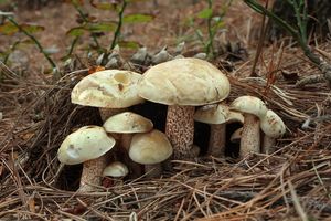 Klouzek bílý - Suillus placidus (Bonord.) Singer 1945