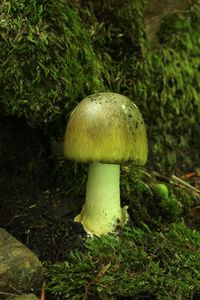 Muchomůrka zelená - Amanita phalloides (Vaill. ex Fr.) Link 1833