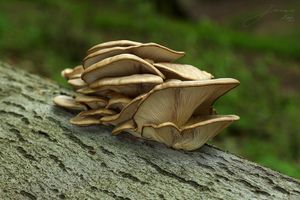 Hlíva ústřičná - Pleurotus ostreatus (Jacq.) P. Kumm. 1871