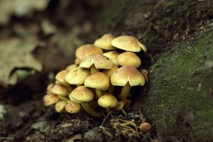 Třepenitka svazčitá - Hypholoma fasciculare  (Huds.) P. Kumm. 1871