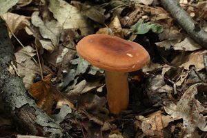 Ryzec syrovinka - Lactarius volemus (Fr.) Fr. 1838