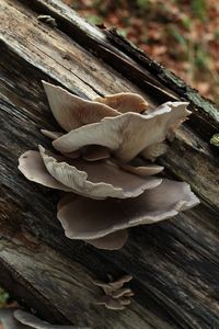 Hlíva ústřičná - Pleurotus ostreatus (Jacq.) P. Kumm. 1871