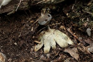 Hvězdovka dlouhokrká - Geastrum pectinatum Pers.