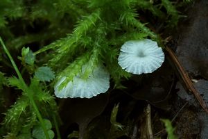 Žebernatka maličká - Delicatula integrella (Pers.) Pat.