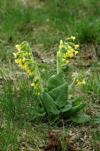 Prvosenka sp. (Primula)