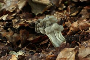 Chřapáč jamkatý - Helvella lacunosa Afzel. 1783