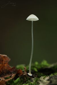 Helmovka deskovitá - Mycena stylobates (Pers.) P. Kumm. 1871