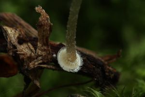 Helmovka deskovitá - Mycena stylobates (Pers.) P. Kumm. 1871