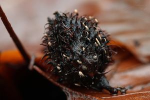 Dřevnatka číškomilná - Xylaria carpophila ( Pers. ) Fr.