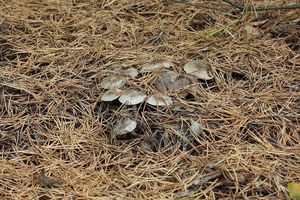 Čirůvka kroužkatá - Tricholoma cingulatum(Almfelt) Jacobasch