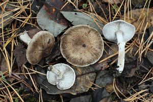 Čirůvka kroužkatá - Tricholoma cingulatum (Almfelt ex Fr.) Jacobashch 1890