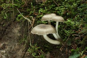 Šťavnatka tečkovaná - Hygrophorus pustulatus (Pers.) Fr. 1838