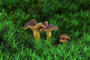 Liška nálevkovitá - Craterellus tubaeformis (Fr.) Quél. 1888