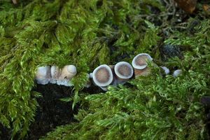 Hlíva fialová - Lentinus torulosus