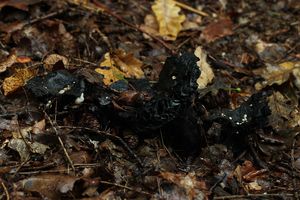 Rovetka pýchavkovitá - Asterophora lycoperdoides (Bull.) Ditmar 1809