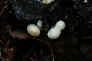 Rovetka pýchavkovitá - Asterophora lycoperdoides (Bull.) Ditmar 1809