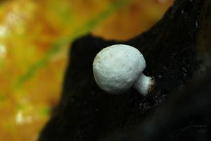 Rovetka pýchavkovitá - Asterophora lycoperdoides (Bull.) Ditmar 1809