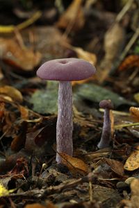 Lakovka ametystová - Laccaria amethystina Cooke 1884