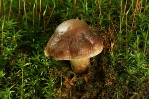 Polnička lysá - Agrocybe erebia (Fr.) Kühner