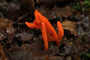 Housenice červená - Cordyceps militaris (L.) Link