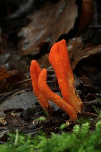 Housenice červená - Cordyceps militaris (L.) Link