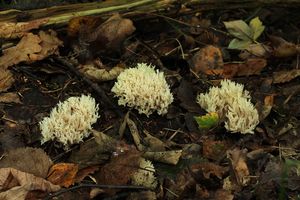 Kuřátečko hřebenité - Clavulina coralloides (L.) J. Schröt. 1888