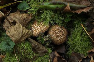 Bedla ostrošupinná - Echinoderma asperum (Pers.) Bon 1991