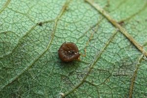 Paluška štíhlá - Typhula phacorrhiza