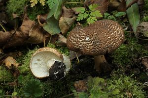 Bedla ostrošupinná - Echinoderma asperum (Pers.) Bon 1991