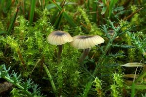 Kalichovka Swartzova - Rickenella swartzii (Fr.) Kuyper 1984