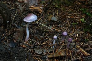 Vláknice zemní fialová - Inocybe geophylla var.lilacina (Peck) Gillet