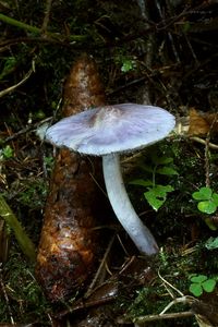 Vláknice zemní fialová - Inocybe geophylla var.lilacina (Peck) Gillet