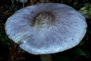 Vláknice zemní fialová - Inocybe geophylla var.lilacina (Peck) Gillet