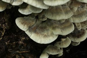 Šedopórka osmahlá - Bjerkandera adusta (Willd.) P,Karst.