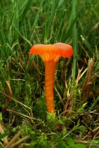 Voskovka lišková - Hygrocybe cantharellus (Schwein.) Murrill 1911