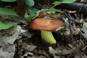 Holubinka zlatá - Russula aurea  Pers.