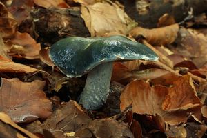 Límcovka modrá - Stropharia caerulea Kreisel 1979