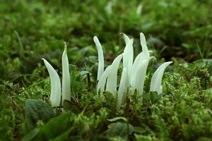 Kyjanka křehká - Clavaria fragilis Holmsk.