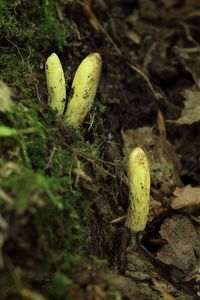 Kyj citrónový - Clavariadelphus flavoimmaturus R.H. Petersen 1974