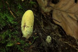 Kyj citrónový - Clavariadelphus flavoimmaturus R.H. Petersen 1974