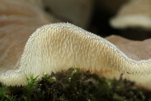Rosolozub huspenitý - Pseudohydnum gelatinosum (Scop.) P. Karst. 1868