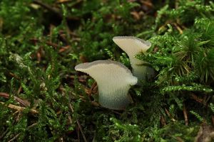 Rosolozub huspenitý - Pseudohydnum gelatinosum (Scop.) P. Karst. 1868