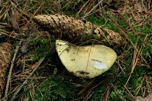 Klikni pro velký obrázek