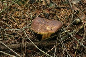 Klikni pro velký obrázek