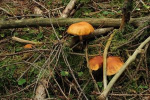 Šupinovka pařezová - Gymnopilus penetrans (Fr.) Murrill 1912