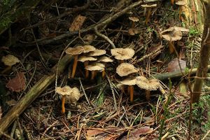 Liška nálevkovitá - Craterellus tubaeformis (Fr.) Quél. 1888