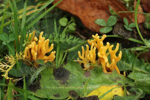 Kyjovečka růžkovitá - Clavulinopsis corniculata (Schaeff.) Conner 1