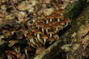 Křehutka vodomilná - Psathyrella piluliformis (Bull.) P.D. Orton 1969