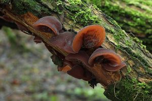 Boltcovitka ucho Jidášovo - Auricularia auricula-judae (Bull.) Quél. 1886